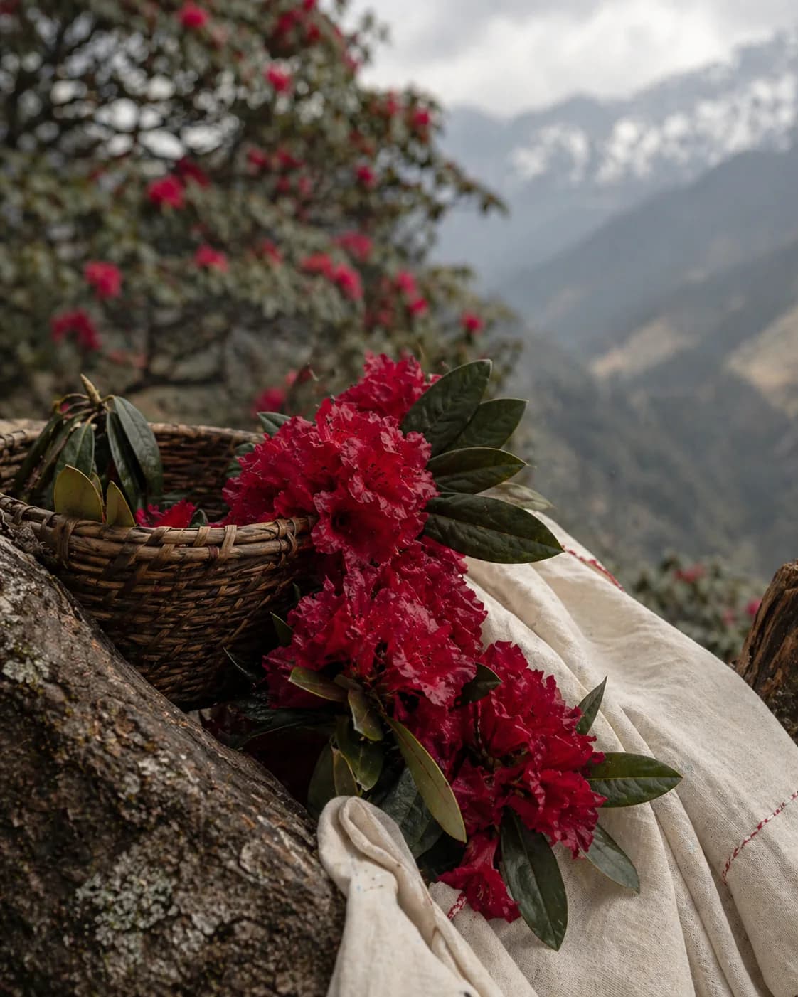 Rhododendron blooms and harvest textures from the BURANSH world